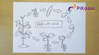 How to Draw Bean Life Cycle Diagram