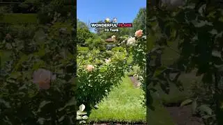 You won&rsquo;t believe this rose garden is in Connecticut! Elizabeth Park West Hartford
