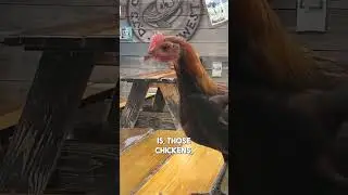Don't Mess with the Chickens in Key West #keywest