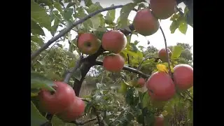 Белана, замечательный зимний белорусский сорт, но есть одно но!