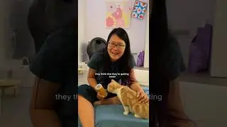 Taught my cats the wrong thing