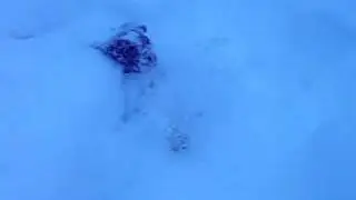 cavalier's snow adventure