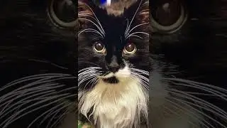 The WH-Question Meditation with Gable the Cat =^.,.^= ❤️#cat #mindfulness #animals #zen #meditation
