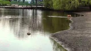 An inquiry to the question: Are There Trout In Trout Lake?
