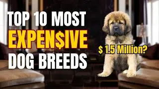 Top 10 Most EXPENSIVE Dog Breeds in the World: You Won&rsquo;t Believe the Price!