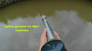 Ga nyangka . Tiba tiba ikan babon ini melintas // paser mania 