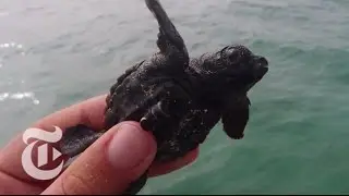 Tagging Tiny Turtles | ScienceTake | The New York Times