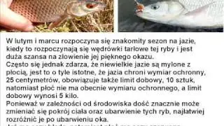 jaź i płoć-poradnik jak rozr&oacute;żnić jazia i płotke