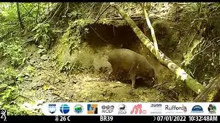 Babirusa togean (Babyrousa togeanensis) Endemik Kepulauan Togean