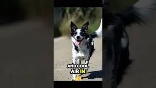 Why Do Dogs Pant? (Explained In A Song)