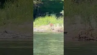 Rogue River wildlife #wildlife