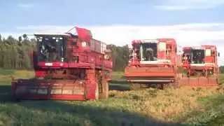 Moisson de petits pois, St-Denis-sur-Richelieu, Qu&eacute;bec