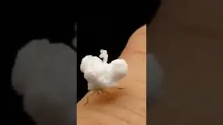 popcorn beetle)