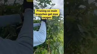 Coffee tree maintenance #coffee #coffeefarm #coffeeestate #hawaii