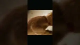 The Treat Saga-looking for his treat #shorts