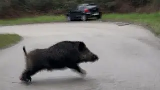 Levante y persecución de jabalí de 100 kg @danielgarciagarcia4413 