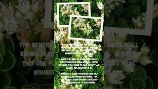 Benefits of Sedum spurium plant for health #shorts