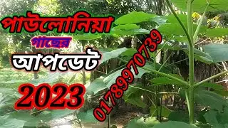 পাউলোনিয়া গাছের আপডেট 2023 | দ্রুত  বর্ধনশীল এবং দামি কাঠের গাছ
