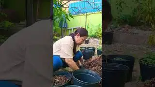 #instagram #garden #homegardening #reels #plants #erder