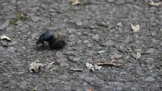 Dung Beetle at Lake Scranton