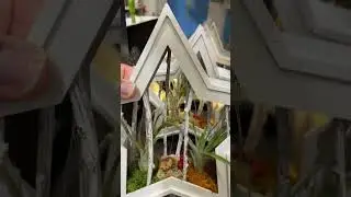Unique Plant Gift - Wooden Terrarium with Air Plants #shortmas day 18 #christmas #giftideas
