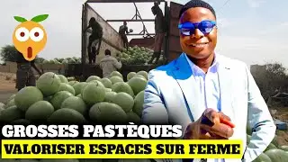 Très grosses pastèques, comment valoriser les espaces vides sur ta ferme ?