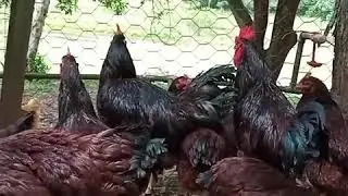 Rhode Island Red