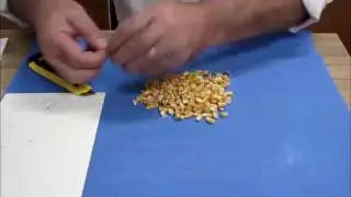 Classificação de milho.