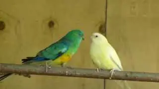 Red Rump Parrots feeding each other at The Pheasantasiam