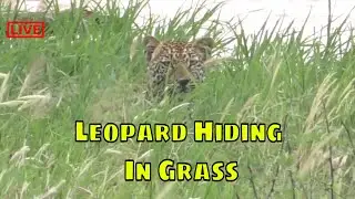 Leopard Hiding In The Grass