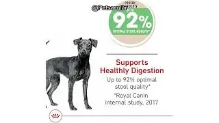 Обзор корма для собак Royal Canin Canine Care Small Digestive Care: стоит ли он своих денег?