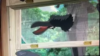 Crazy Crow