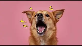1 hour of silence occasionally broken up by Dog Bark