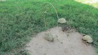 How to Catch Quail Using Wooden and Effective Traps - Bird Trap 168M