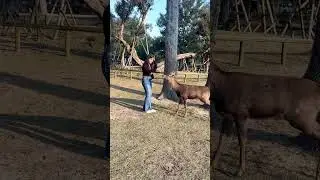 #cute #kind Nara Deers (Japan)