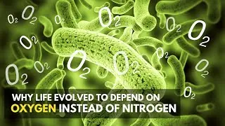 Why has life evolved to depend on oxygen instead of nitrogen?