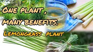 A plant that is a storehouse of medicinal properties/Lemon grass plant has many properties
