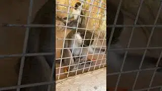 😍😍🐒🐒   #fyp #egypt #holiday #vacation #summer #monkey #funny
