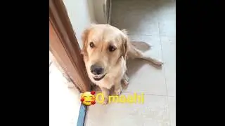 🥰O maahi #leesaa #goldenretriever #shortvideo