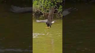 Common Black hawk Bird Catching Fish in Slomo 🦅 #Shorts #blackhawks #slomo