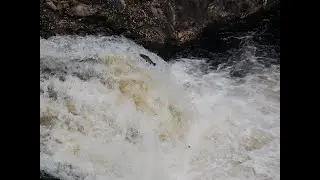 Leaping Salmon at The Falls of Shin