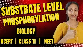 Substrate level Phosphorylation | Respiration In Plants || Class 11 || NCERT