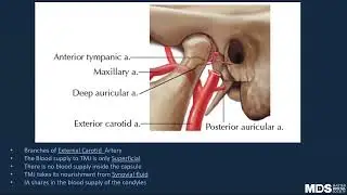 1 6 TMJ Introduction Blood   Nerve Supply