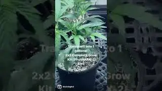 These 4 Gelato 33 plants are drinking steadily in this 2&rsquo;x2&rsquo; Complete Grow Kit under the PhytoMAX-2