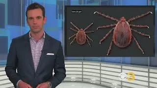 CDC Investigating Disease Threat Posed By Exotic Asian Longhorned Tick Spreading Widely In US
