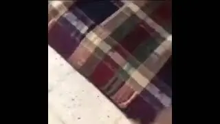 iguana