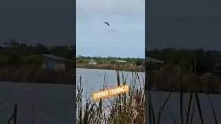 I love watching the Osprey! #ospreycam #bassfishing