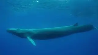 Deep Listening: Submarine Surveillance, the SOFAR channel, & the Sanctuary Sound Program | EP 3