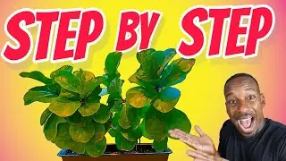 Fiddle Leaf Fig Repotting Made Easy 🌱 Step-by-Step Guide !