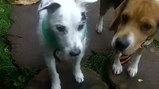 Pensioner Jack & Brodie Beagle.